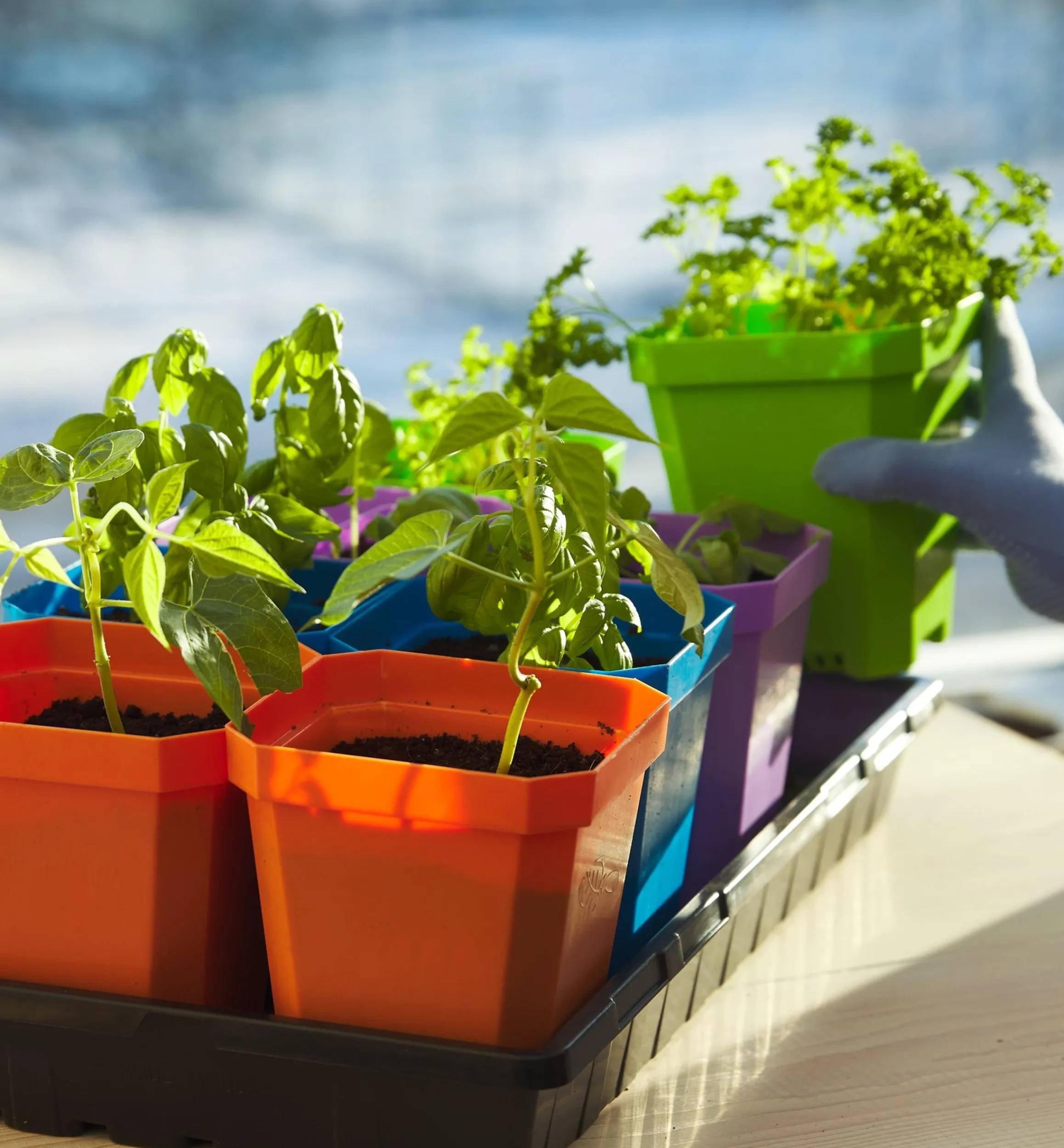 Lee Valley Seed Starting>5" Pots