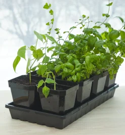 Lee Valley Seed Starting><noscript><img width=