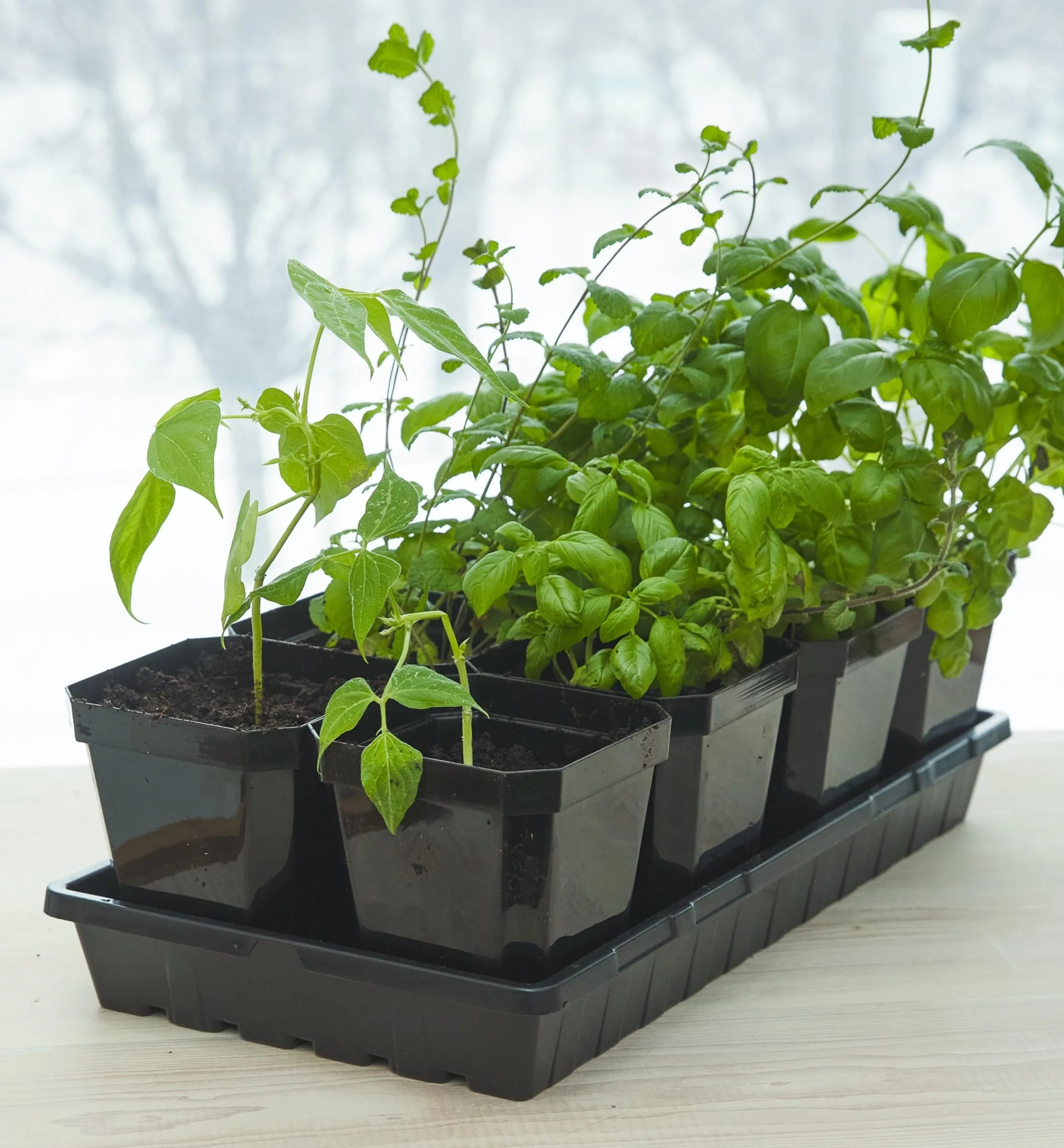 Lee Valley Seed Starting>5" Pots