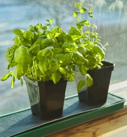 Lee Valley Seed Starting><noscript><img width=