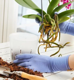 Lee Valley Indoor Gardening>Clear Orchid Pots