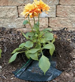 Lee Valley Weeding><noscript><img width=