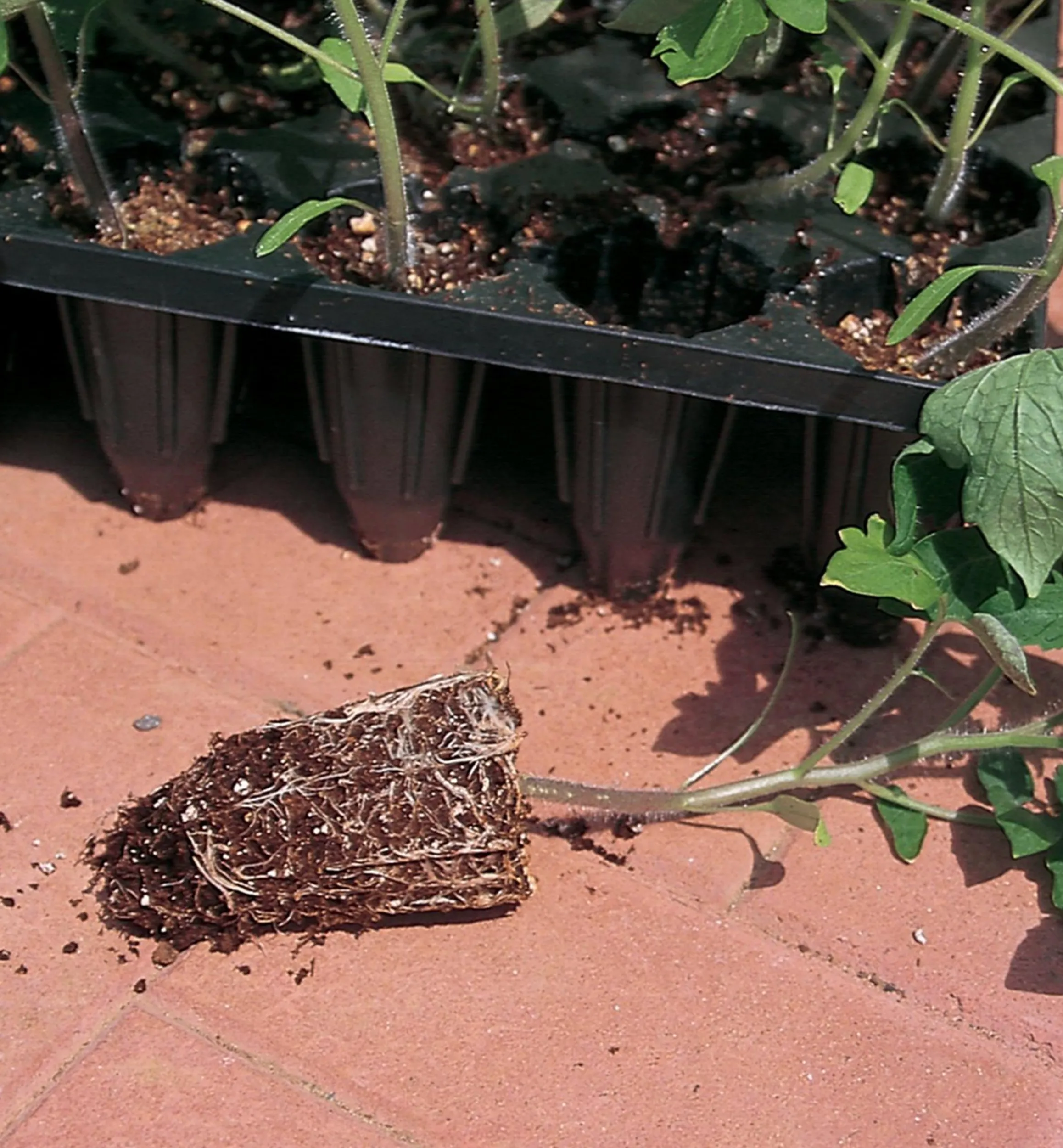 Lee Valley Seed Starting>Deep-Root Seed Starters