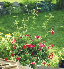 Lee Valley Stakes>Flexible Garden Stake