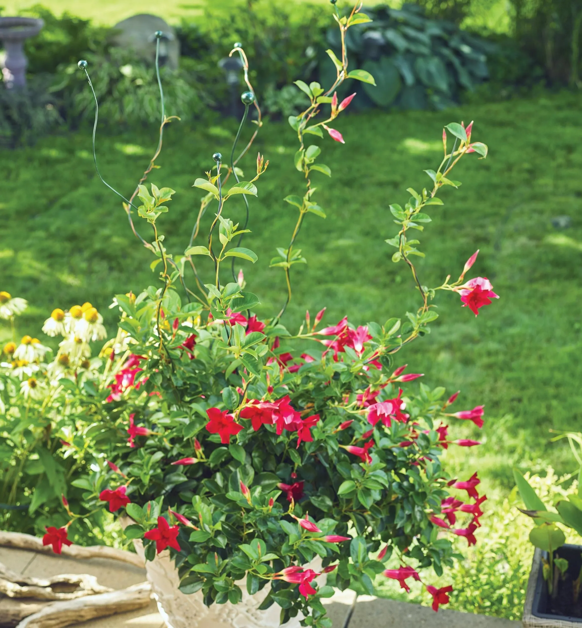 Lee Valley Stakes>Flexible Garden Stake