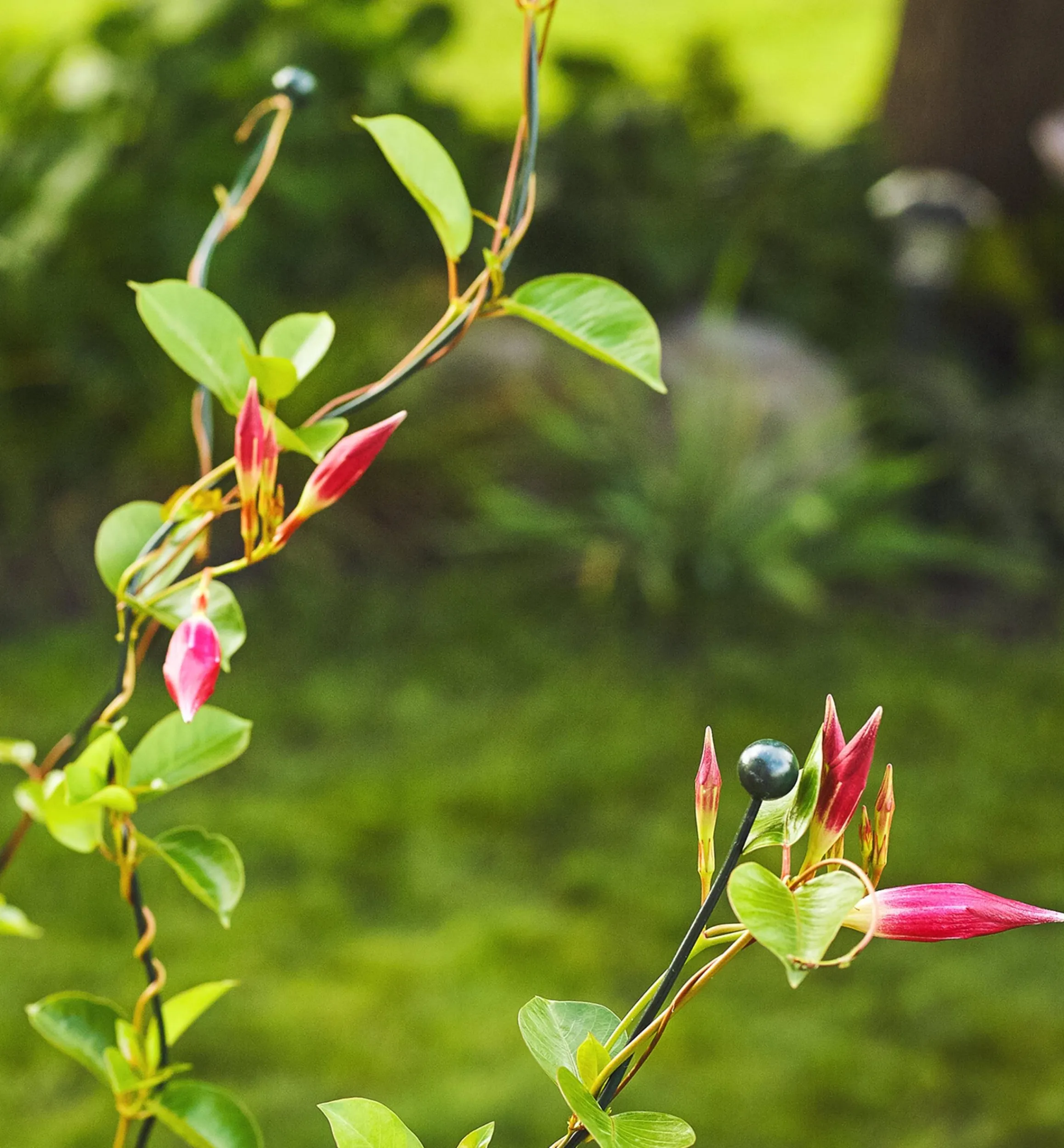 Lee Valley Stakes>Flexible Garden Stake