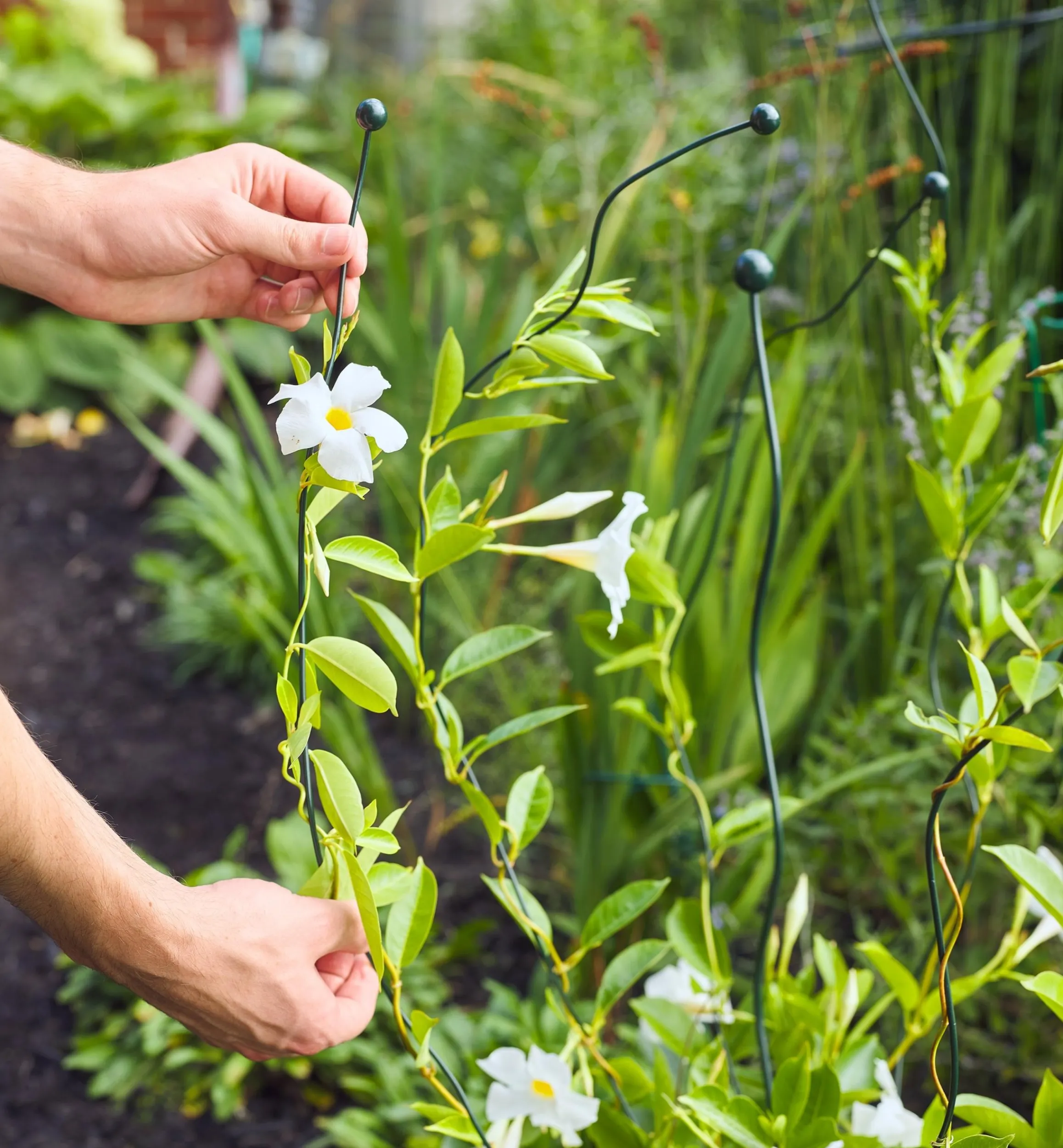 Lee Valley Stakes>Flexible Garden Stake