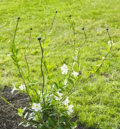 Lee Valley Stakes><noscript><img width=