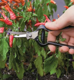 Lee Valley Harvesting>Forged Flower Snips