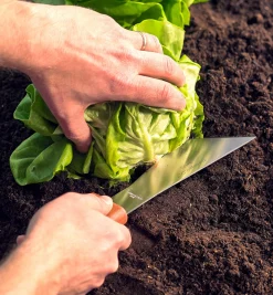Lee Valley Harvesting>Harvest Knife