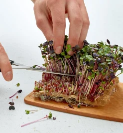 Lee Valley Seed Starting><noscript><img width=