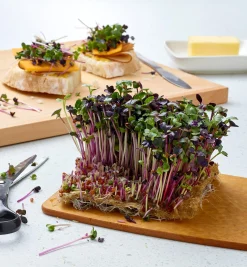 Lee Valley Seed Starting><noscript><img width=