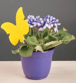 Lee Valley Pest Control>Indoor Sticky Traps