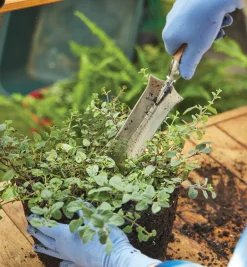 Lee Valley Weeding>Garden Knives