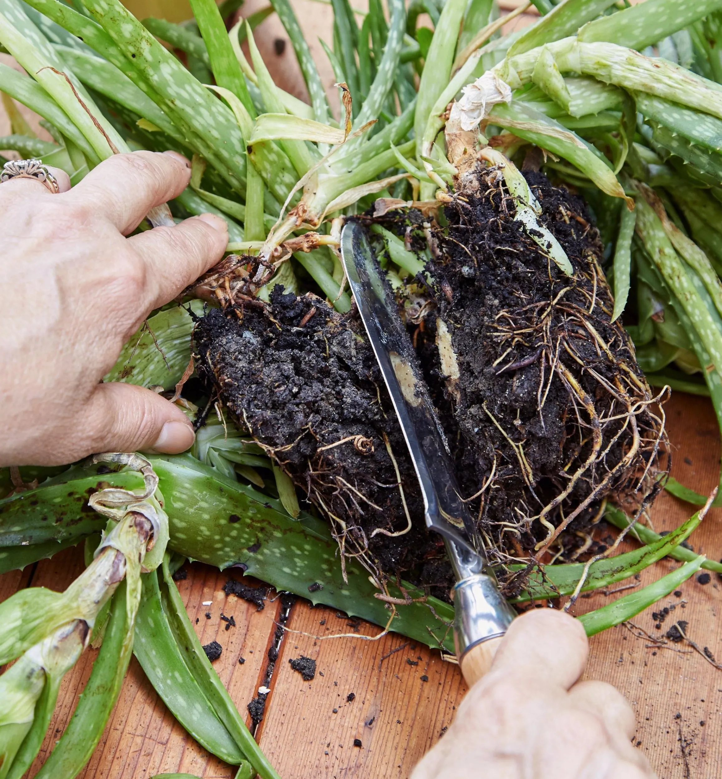 Lee Valley Weeding>Garden Knives
