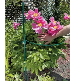 Lee Valley Stakes>Peony Support