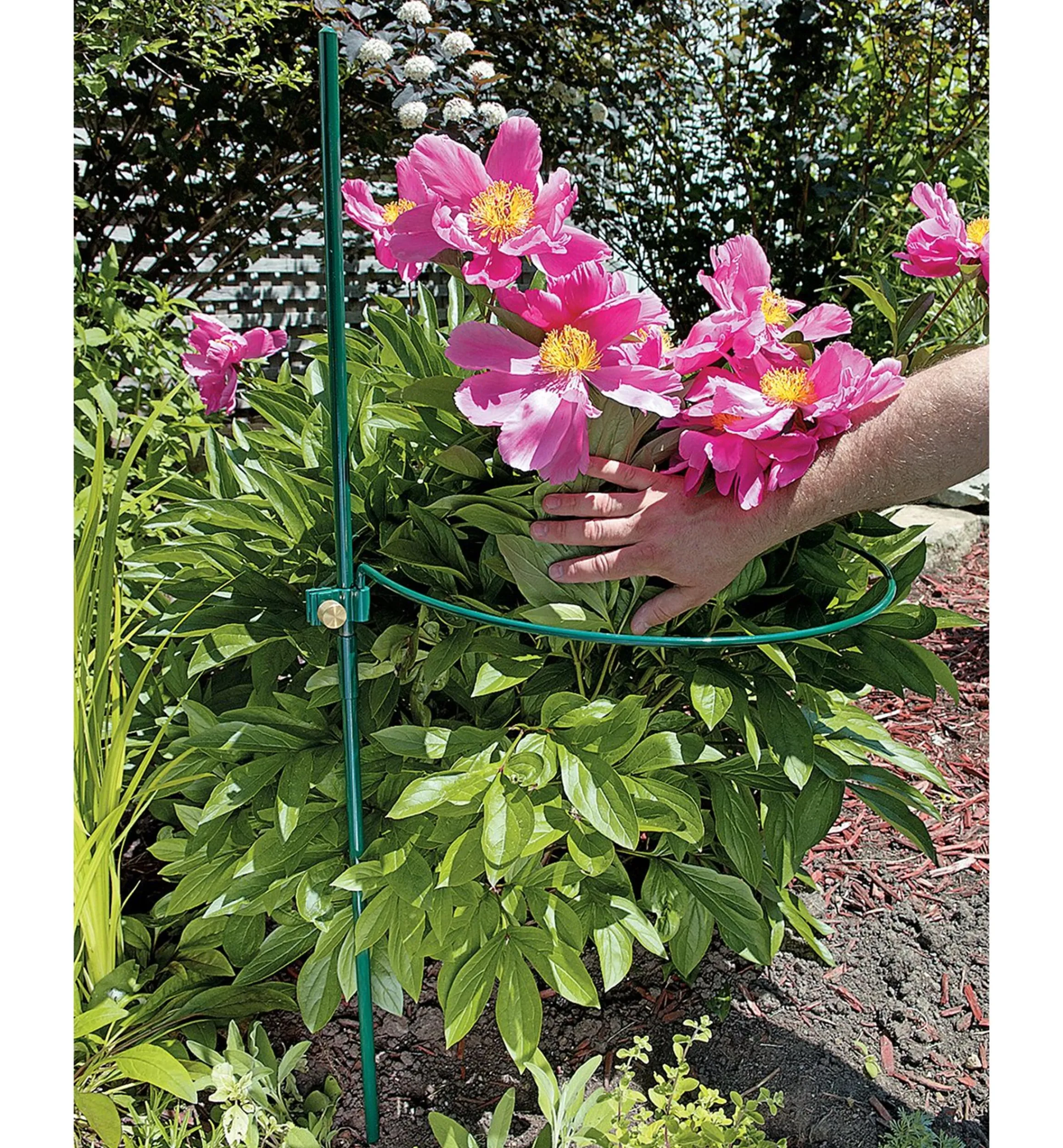 Lee Valley Stakes>Peony Support