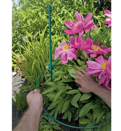 Lee Valley Stakes>Peony Support