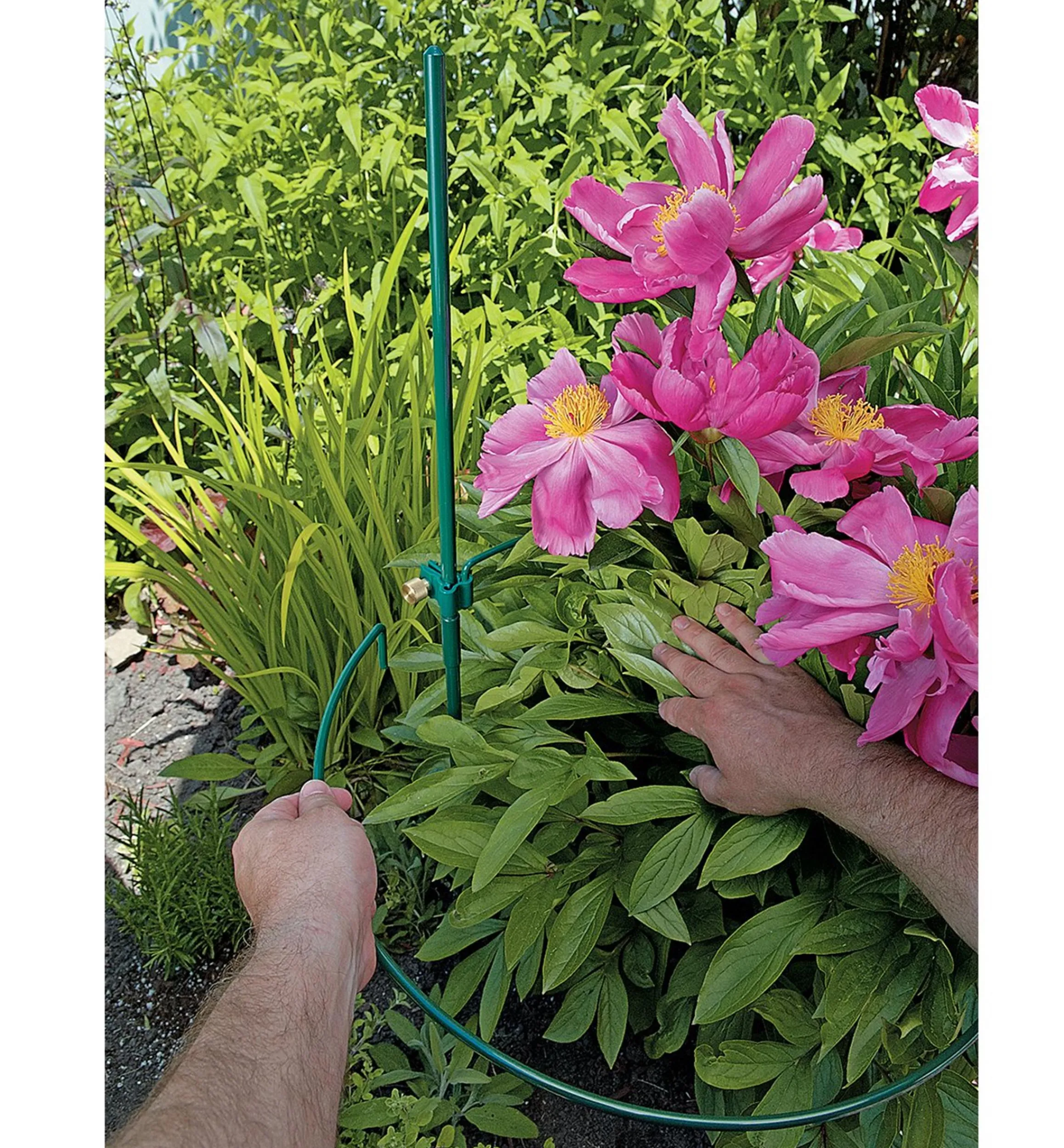 Lee Valley Stakes>Peony Support