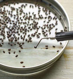 Lee Valley Seed Starting><noscript><img width=