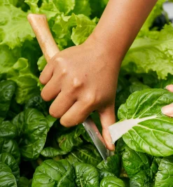 Lee Valley Harvesting>Opinel Knives