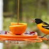 Lee Valley Birding>Oriole Bird Feeder