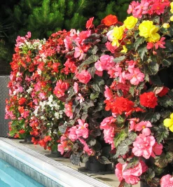 Lee Valley Container Gardening><noscript><img width=