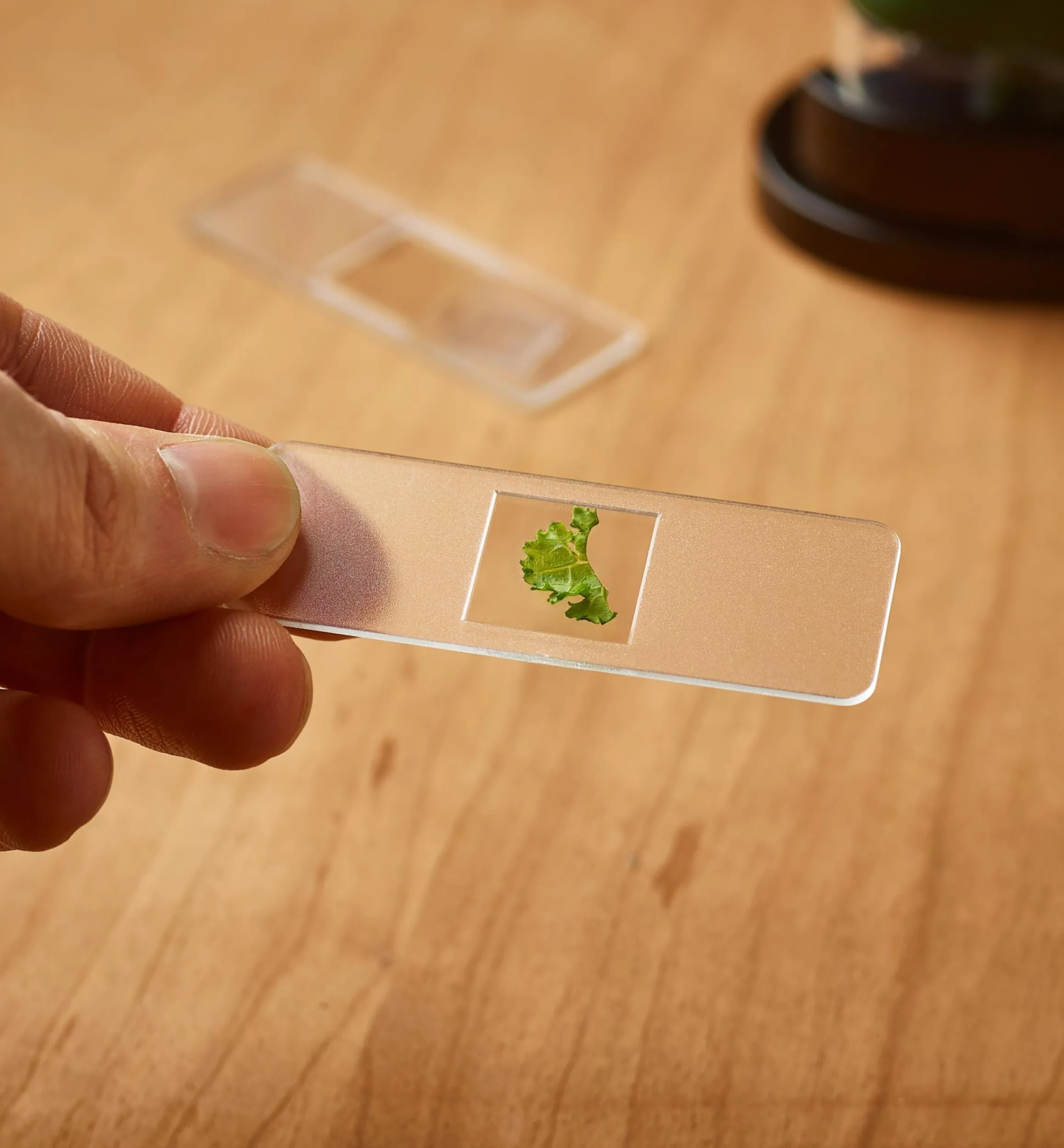 Lee Valley Office>Pocket Microscope