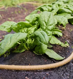 Lee Valley Hoses & Accessories>Polyurethane Soaker Hose