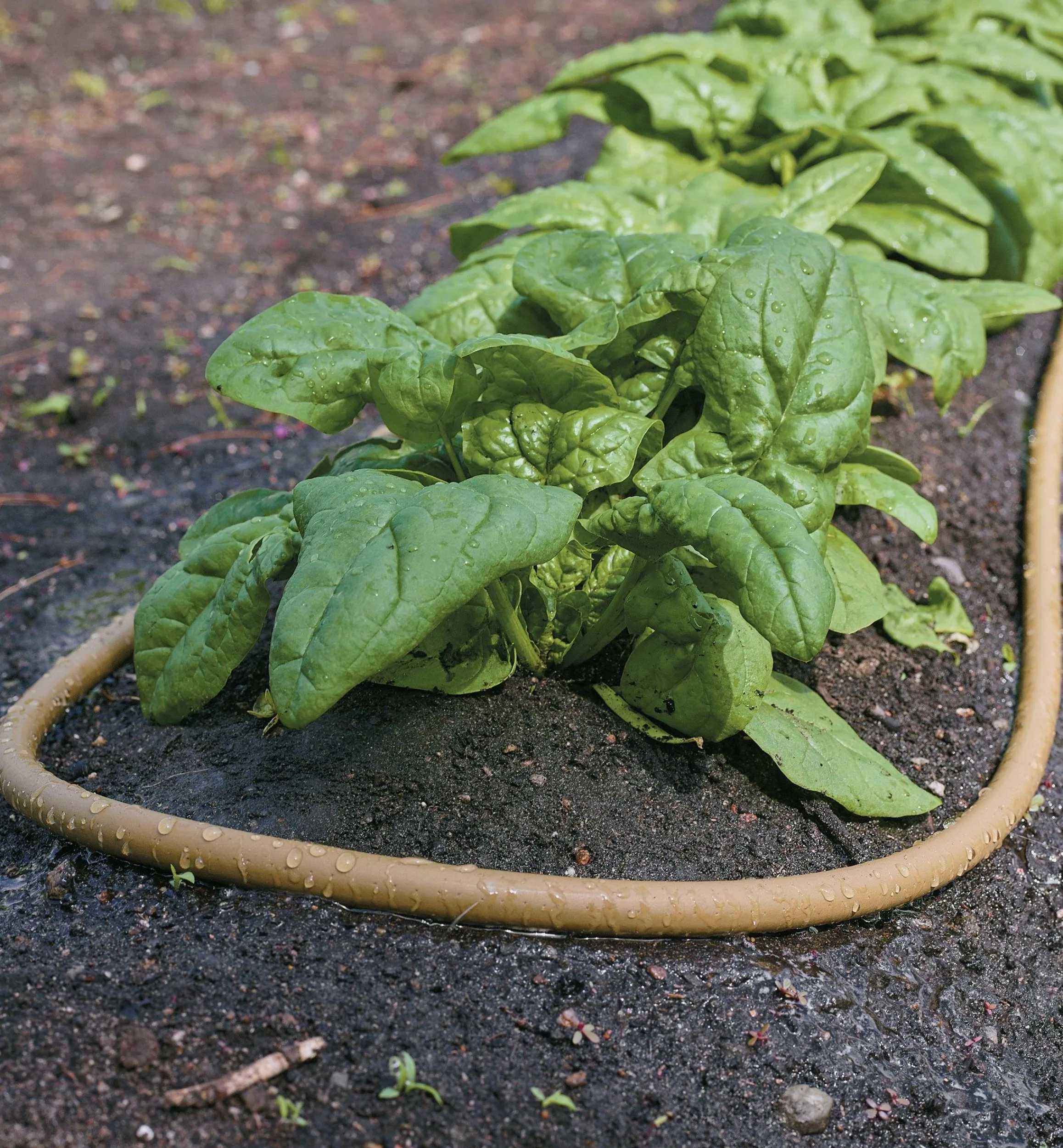 Lee Valley Hoses & Accessories>Polyurethane Soaker Hose