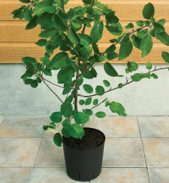 Lee Valley Propagation><noscript><img width=