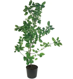 Lee Valley Propagation><noscript><img width=