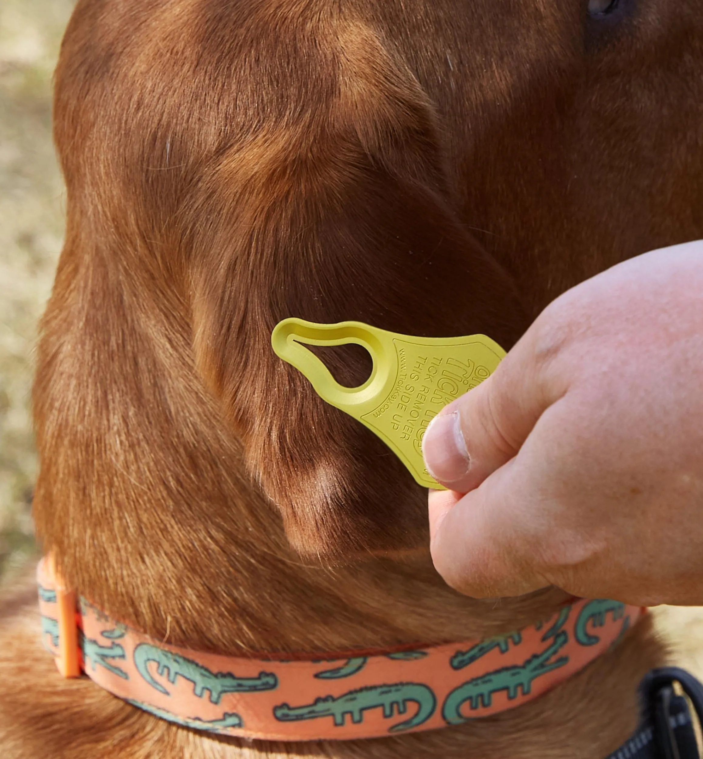 Lee Valley Pest Control>Tick Key Tick Remover