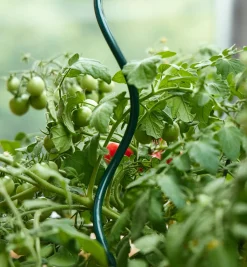 Lee Valley Stakes>Tomato Spirals