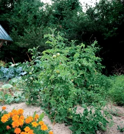 Lee Valley Stakes><noscript><img width=