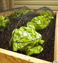 Lee Valley Plant Protection>Wire Plant Protectors